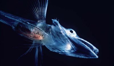 A larvae icefish. (Image courtesy of Dr. Uwe Kills, Rutgers University). 