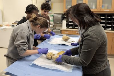 Four high-school-age students hover around a table dissecting brains. Three girls, one boy.