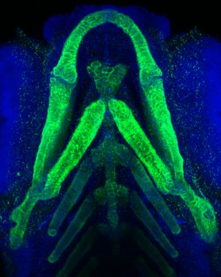 Zebrafish cartilage
