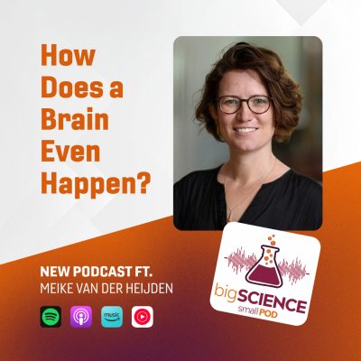 'Big Science, Small Pod' podcast: How does a brain even happen?