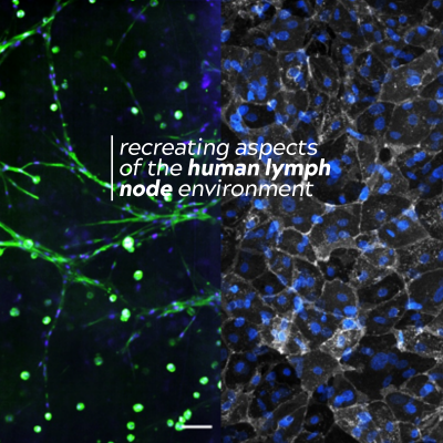 Lymph node on a chip: New immune system model developed to enhance precision medicine research