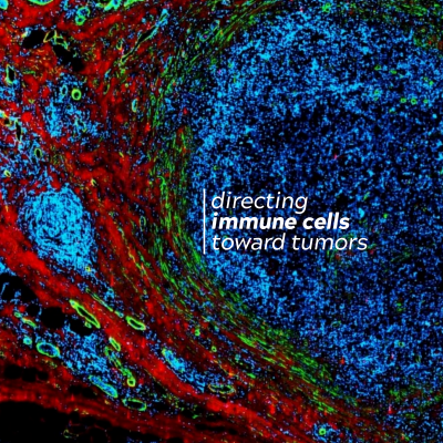 Researchers investigate low-intensity electrical pulses to help the immune system fight cancer