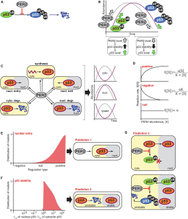 Diagram for A Systems Biology Approach Identifies Hidden Regulatory Connections Between the Circadian and Cell-Cycle Checkpoints