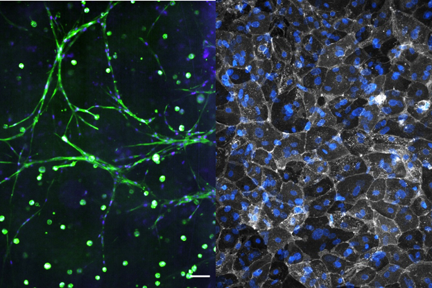 Microscopy image, side by side