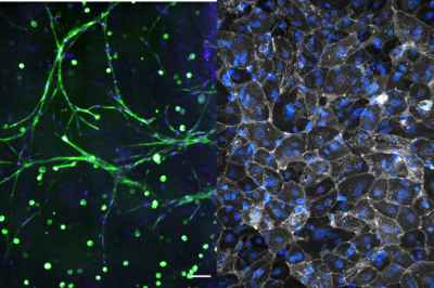 Microscopy image, side by side